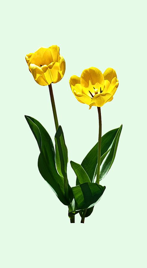 Backlit Yellow Tulips Photograph by Susan Savad