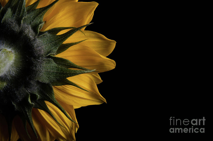 Backside of Sunflower Botanical / Nature / Floral Photograph Photograph by PIPA Fine Art - Simply Solid