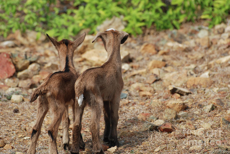 Backsides of Two Baby Goats Photograph by DejaVu Designs - Fine Art America