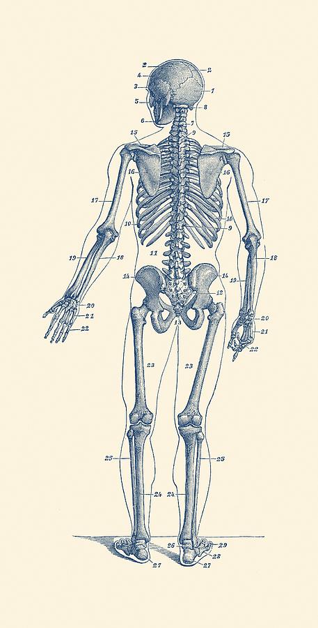 Backward Facing Skeletal Diagram - Vintage Anatomy Print Drawing by Vintage Anatomy Prints