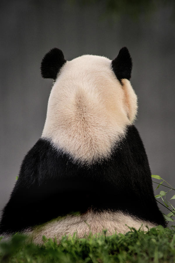 Backward Panda Photograph by Don Johnson
