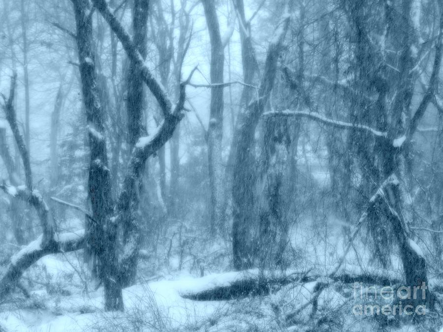 Nature Photograph - Backwoods Snow  by Rick Maxwell