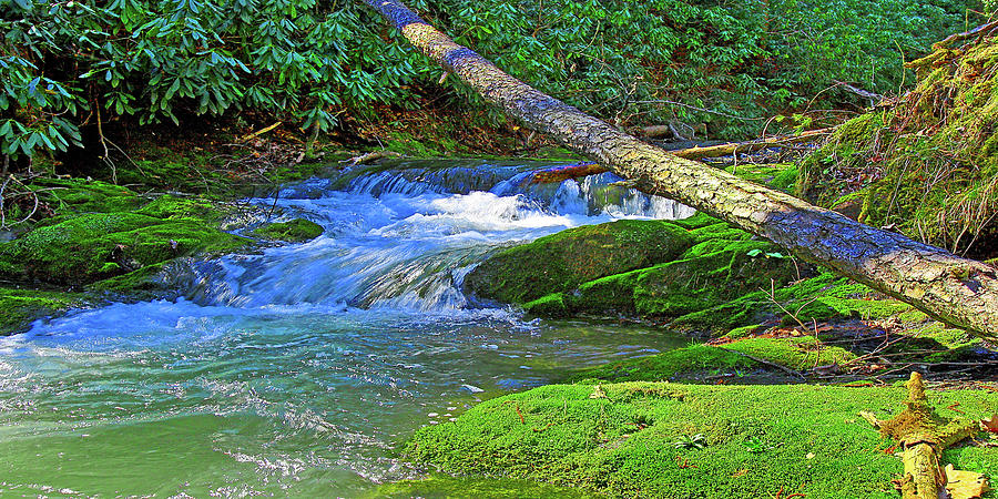 Backwoods Stream Photograph by The James Roney Collection