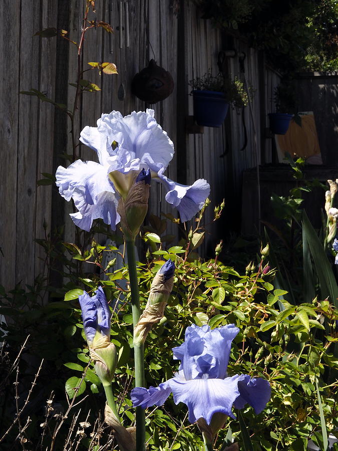 Iris Photograph -  Backyard 1 by Richard Thomas