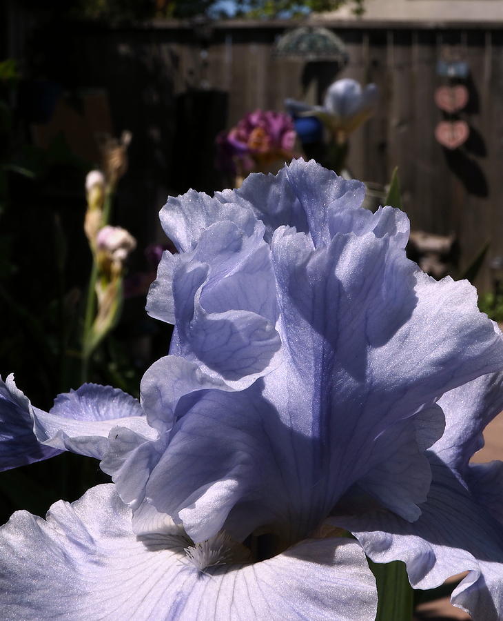  Backyard Iris Beauty #1 Photograph by Richard Thomas