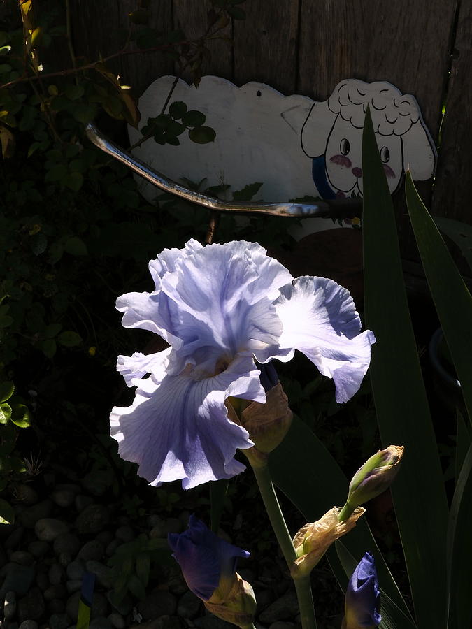  Lavender Iris Backyard 5 Photograph by Richard Thomas