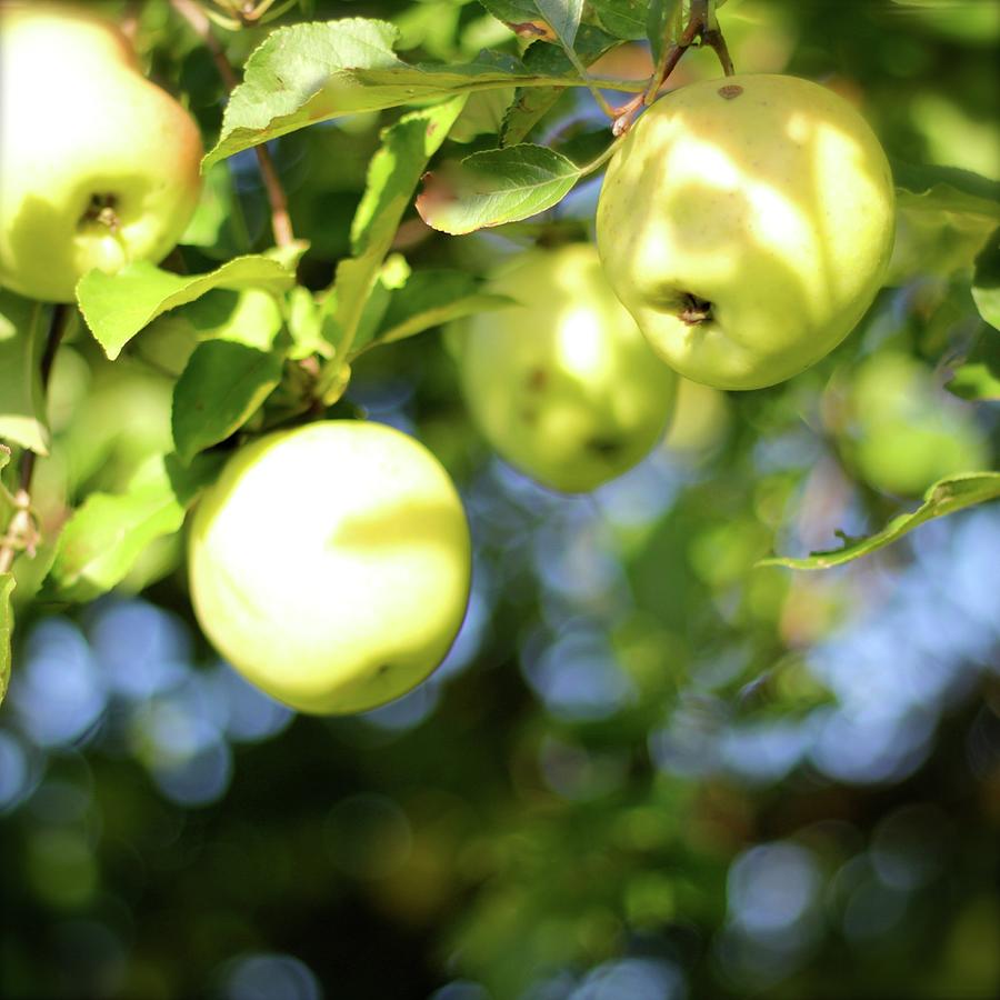 Backyard Apples Photograph