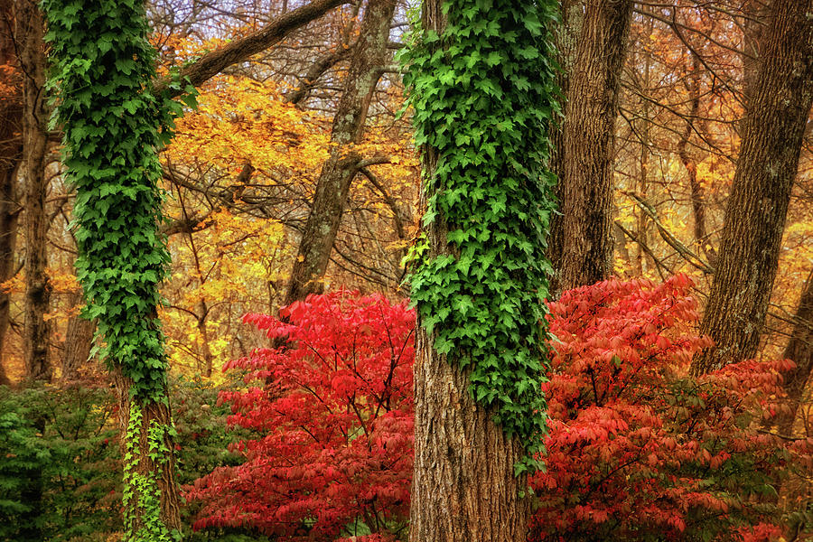Backyard Autumn Colors Photograph by Carolyn Derstine