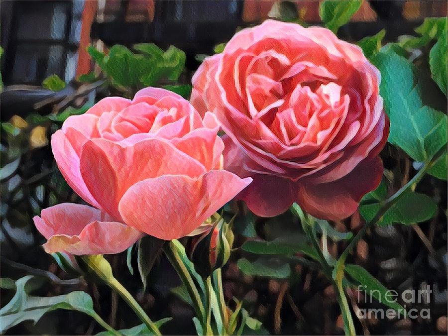 Backyard Beauty - Rose in the City Photograph by Miriam Danar