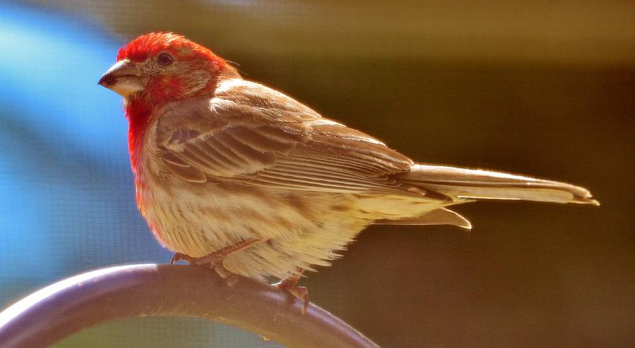 Male House Finch Photograph by Eileen Brymer