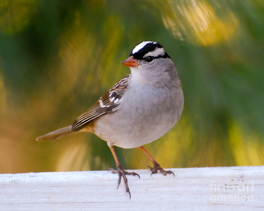 Backyard Bird - White-crowned Sparrow Photograph by Kerri Farley