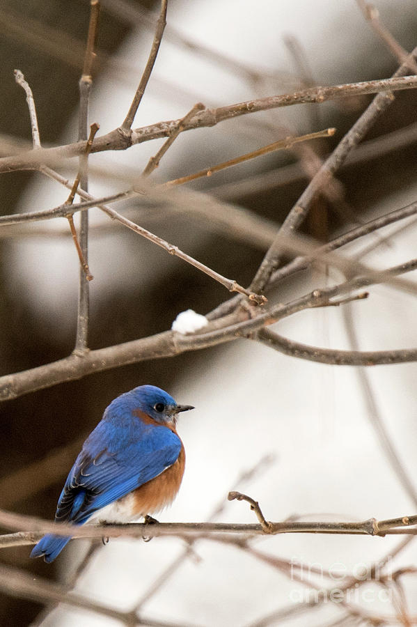 Backyard Bluebird Photograph by Ed Taylor
