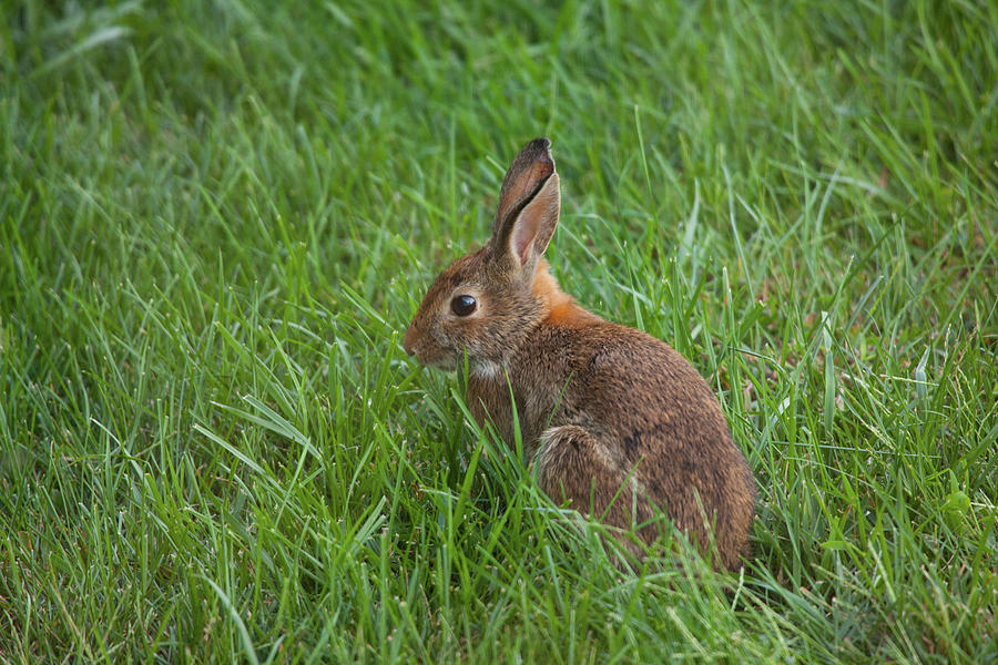 Backyard Bunny Photograph by Karol Livote