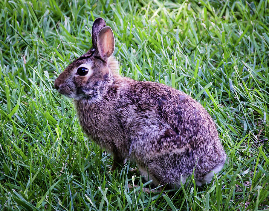 Backyard Bunny Photograph by Steve Marler - Fine Art America