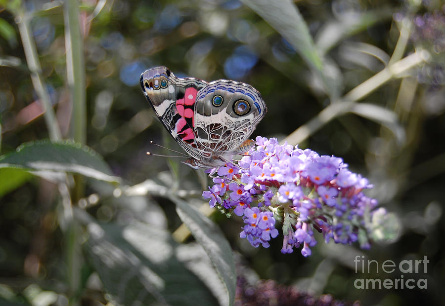 Backyard Buckeye Butterfly Photograph by Debra Thompson