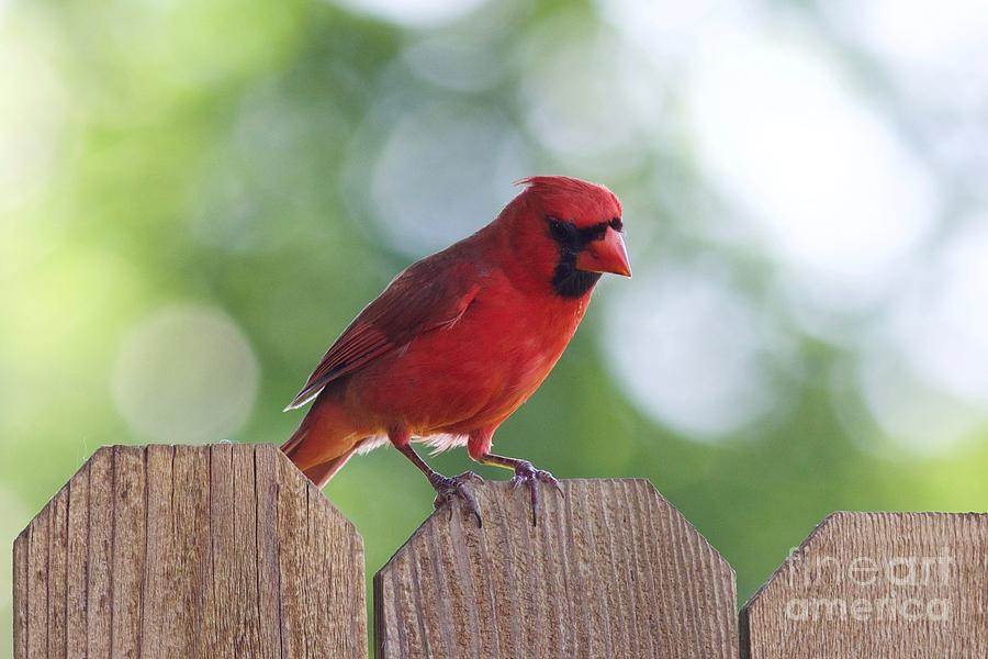 Cardinal Photograph - Backyard Cardinal by John Franke
