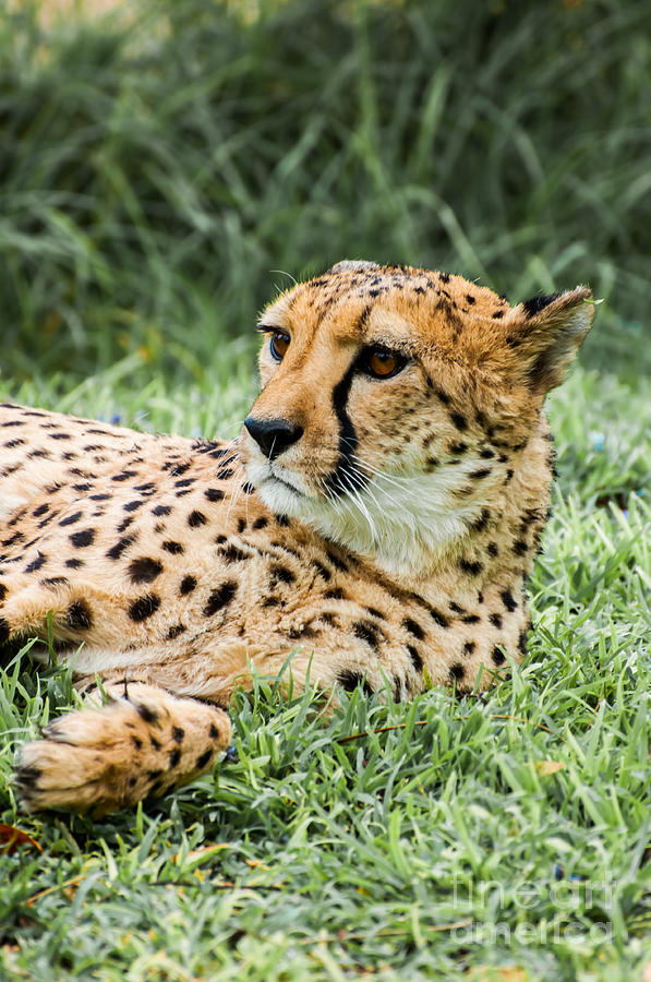 Backyard Cheetah Photograph by Jacques Jacobsz - Fine Art America