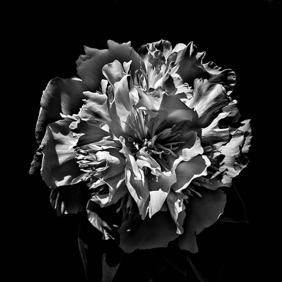 Blackandwhite Photograph - Backyard Flower. Spring Has Sprung (i by Brian Carson Blackandwhite Photograph - Backyard Flower. Spring Has Sprung (i by Brian Carson