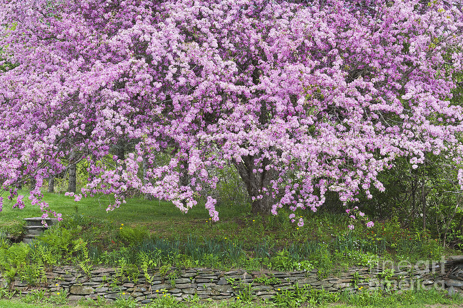 Backyard Flowering Crabapple Photograph