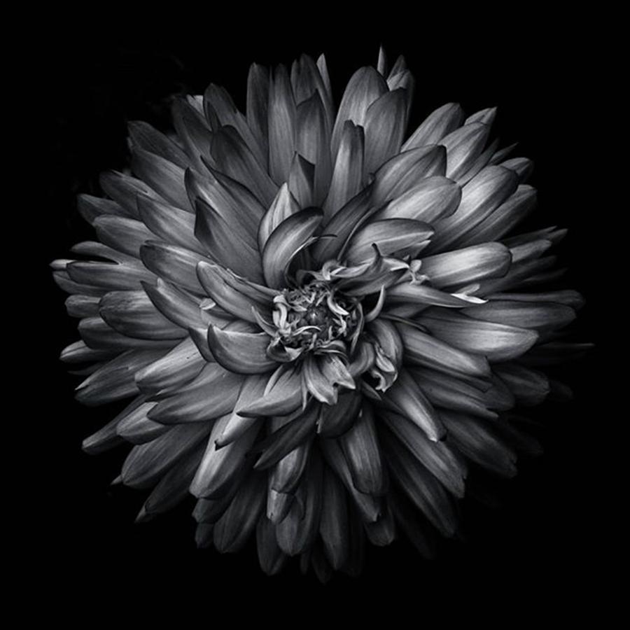 Flower Photograph - Backyard Flowers 20

#blacknwhite by Brian Carson