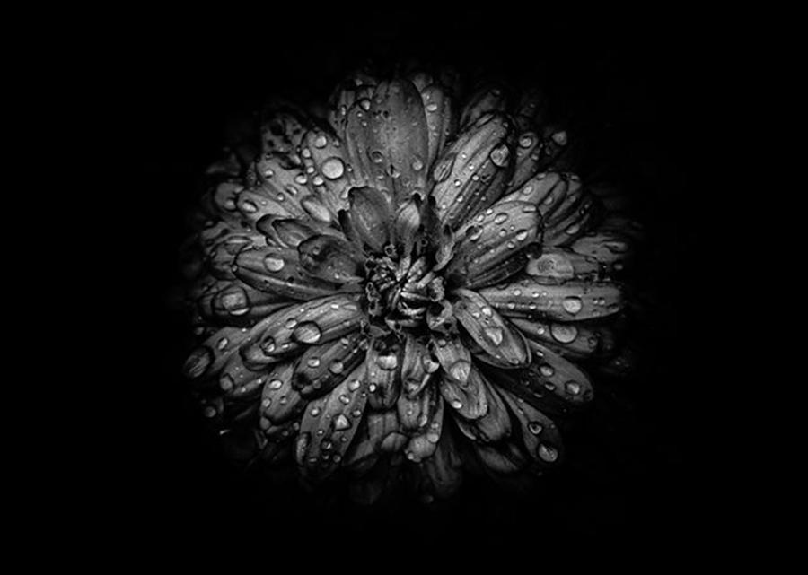 Flower Photograph - Backyard Flowers. Black And White by Brian Carson