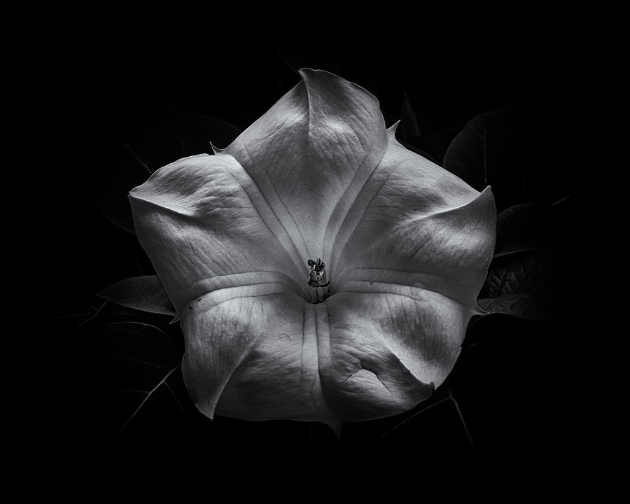 Backyard Flowers In Black And White 24 Photograph by Brian Carson