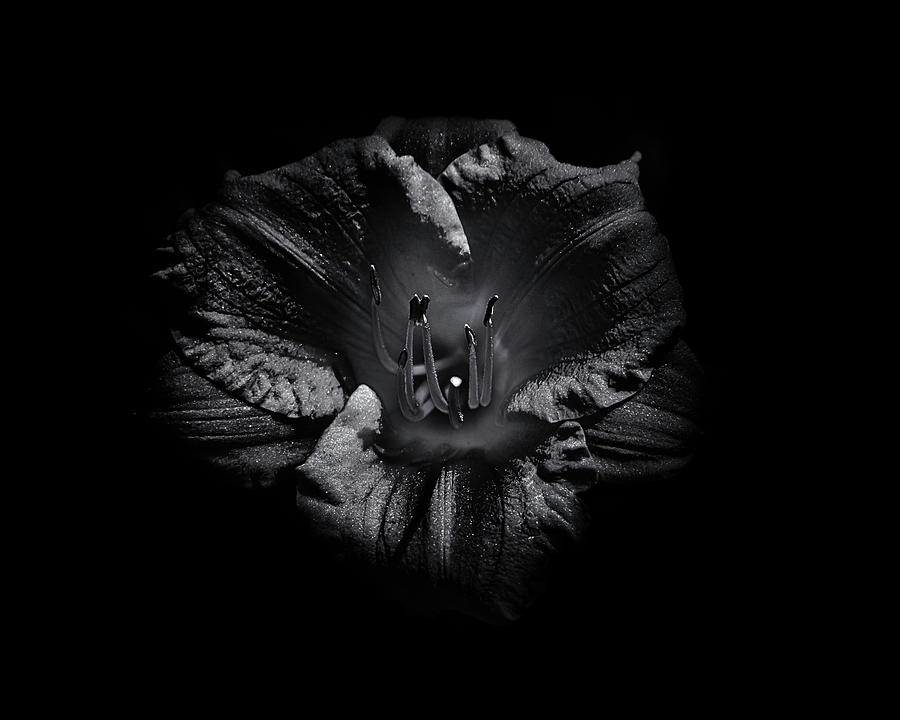 Abstract Photograph - Backyard Flowers In Black And White 26 by Brian Carson