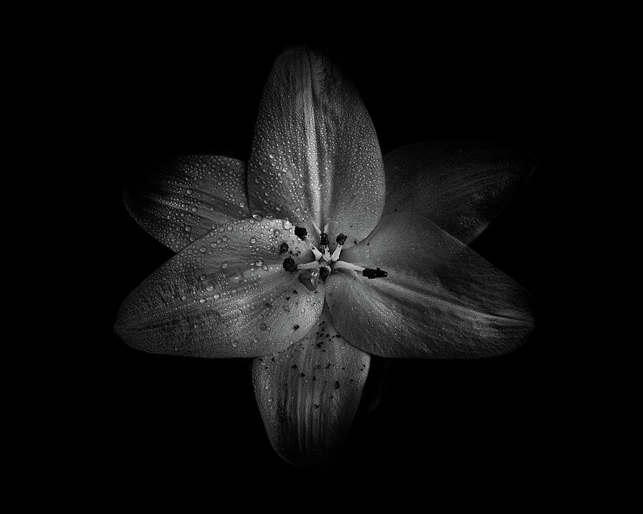 Backyard Flowers In Black And White 28 Photograph