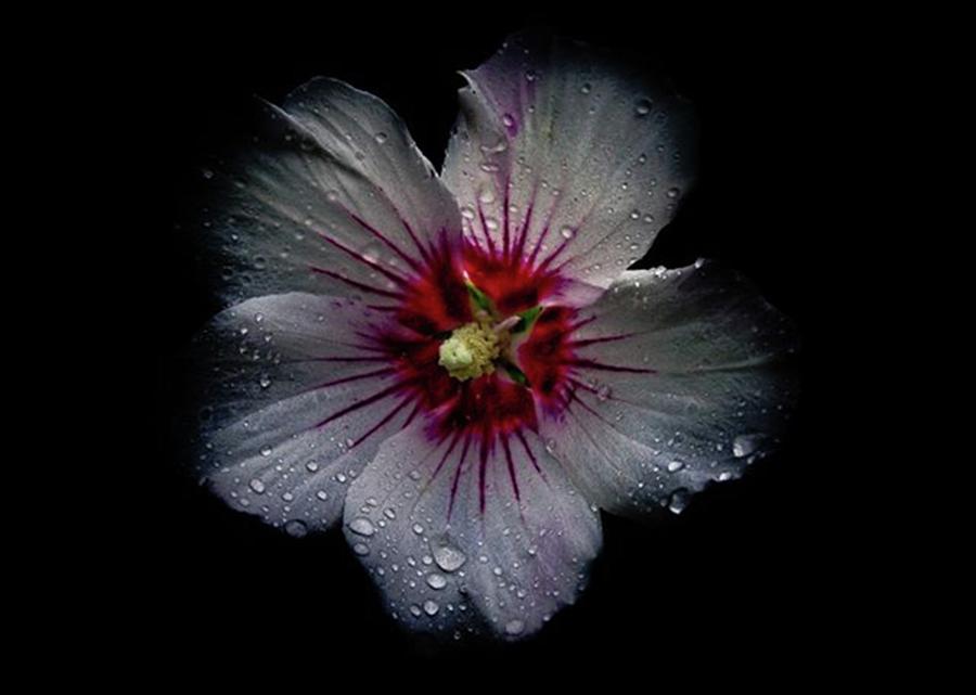Flower Photograph - Backyard Flowers.
remember When It Was by Brian Carson