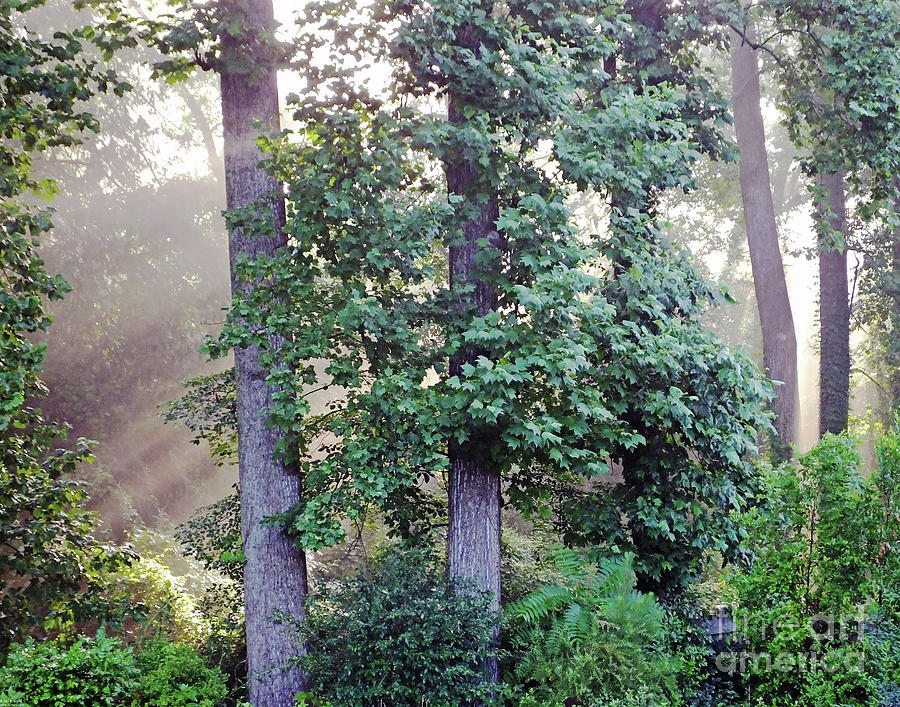 Backyard Forest Atlanta 3 Photograph by Lizi Beard-Ward