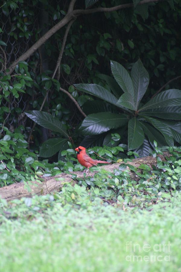 Cardinal Photograph - Backyard Friend by John W Smith III