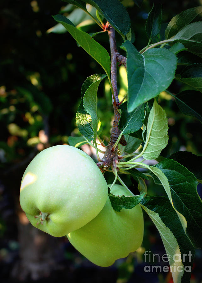 Backyard Garden Series - 2 Apples Photograph by Carol Groenen