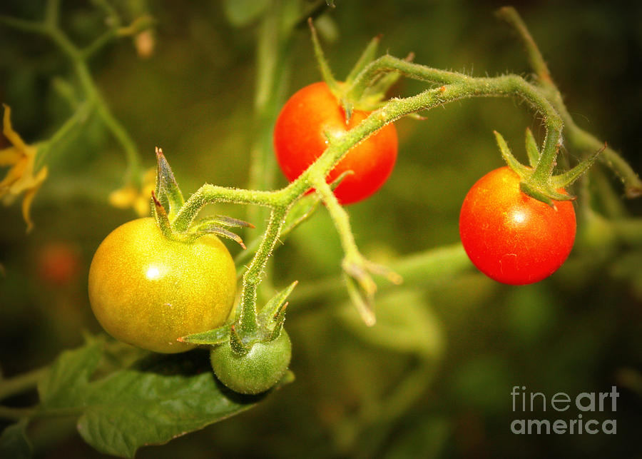 Backyard Garden Series - Cherry Tomatoes Photograph by Carol Groenen