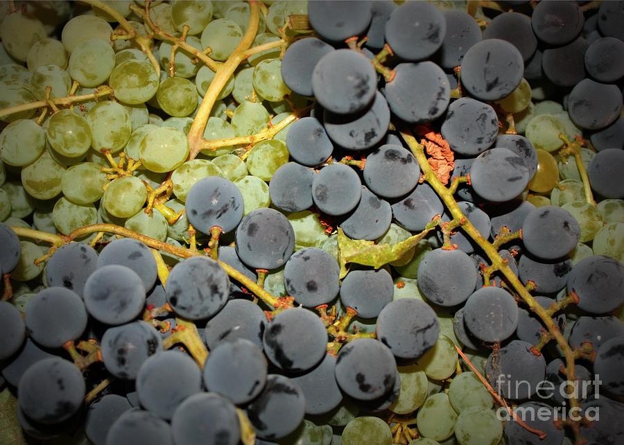 Grape Photograph - Backyard Garden Series - Grapes and Vines by Carol Groenen
