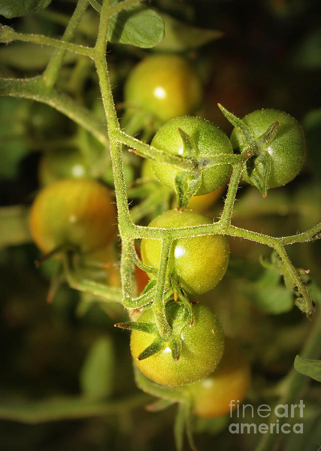 Backyard Garden Series - Green Cherry Tomatoes Photograph by Carol Groenen