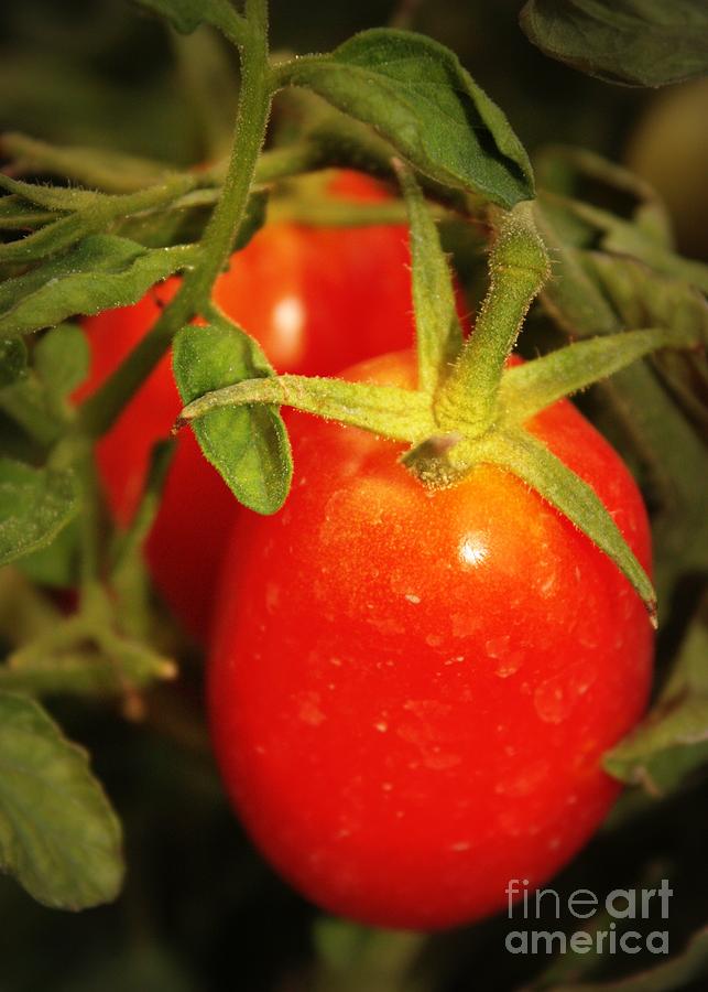 Backyard Garden Series - Roma Tomatoes Photograph by Carol Groenen