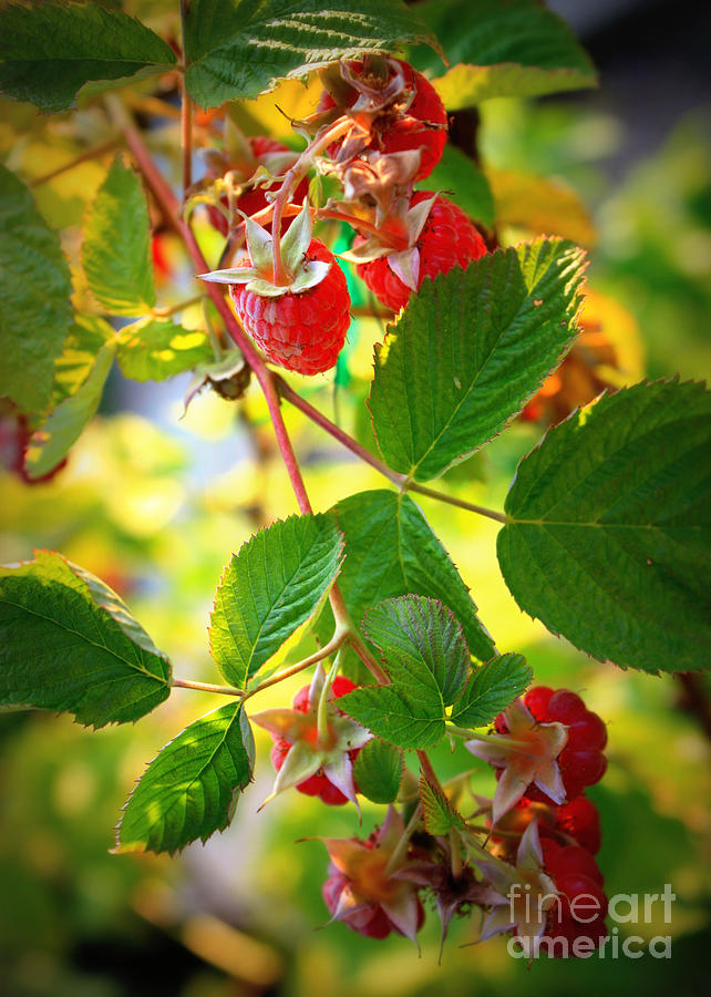 Backyard Garden Series - Sunlight on Raspberries Photograph by Carol Groenen