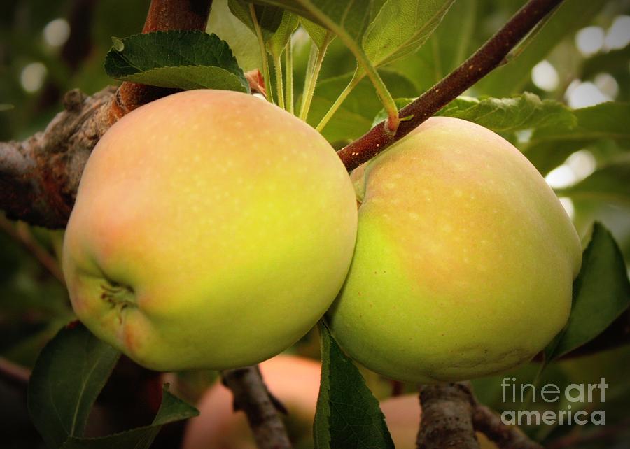 Backyard Garden Series - Two Apples Photograph by Carol Groenen