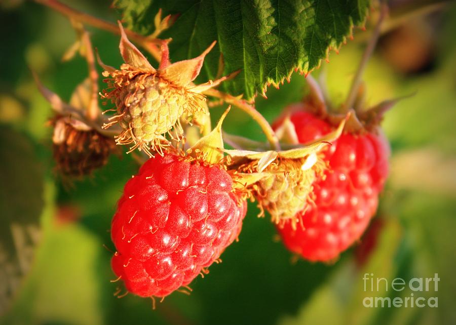 Backyard Garden Series - Two Ripe Raspberries Photograph by Carol Groenen
