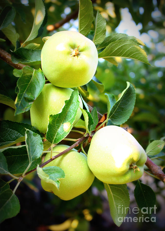 Backyard Garden Series- Golden Delicious Apples Photograph by Carol Groenen