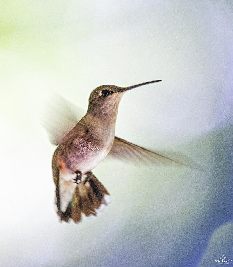 Hummingbird Photograph - Backyard Hummingbird by Phil And Karen Rispin