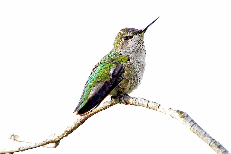 Backyard Hummingbird Series #56 Photograph by Edita De Lima - Fine Art ...