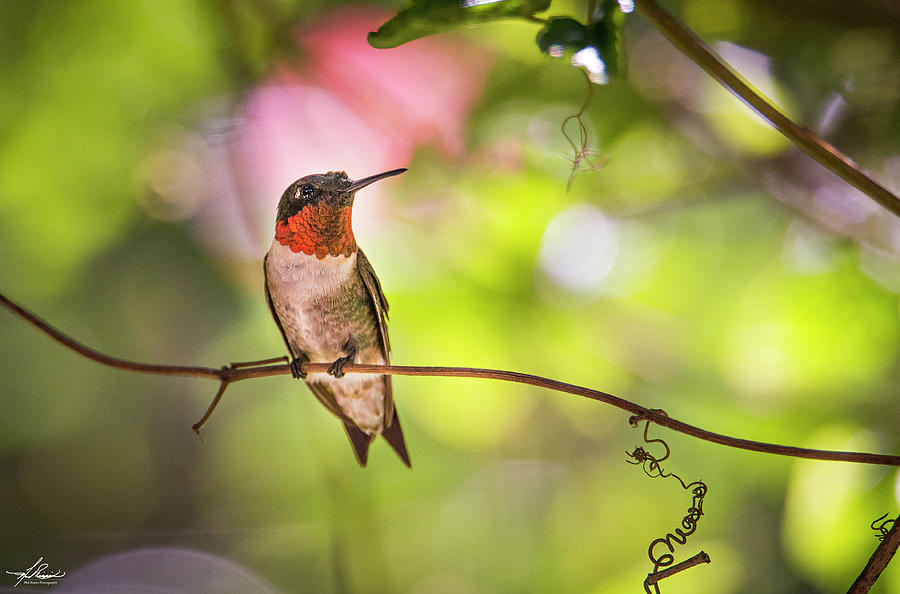 Hummingbird Photograph - Backyard Hummingbirds by Phil And Karen Rispin