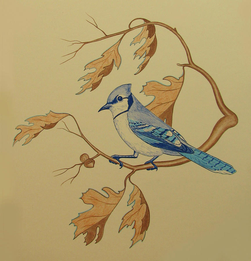 Bird Drawing - Backyard Jay by Lonnie Tapia