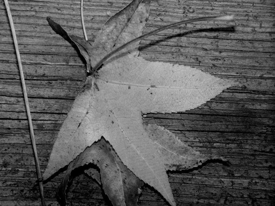 Backyard Leaves in Black and White Painting by Ali Baucom
