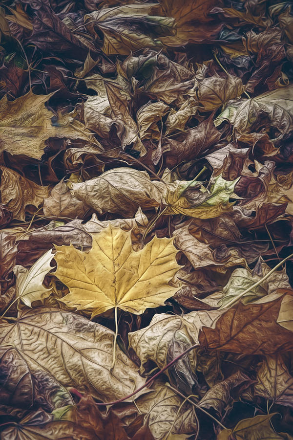 Fall Photograph - Backyard Leaves by Scott Norris