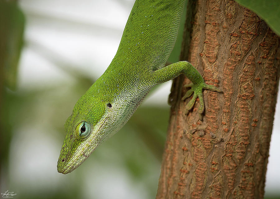 Tree Photograph - Green anole by Phil And Karen Rispin