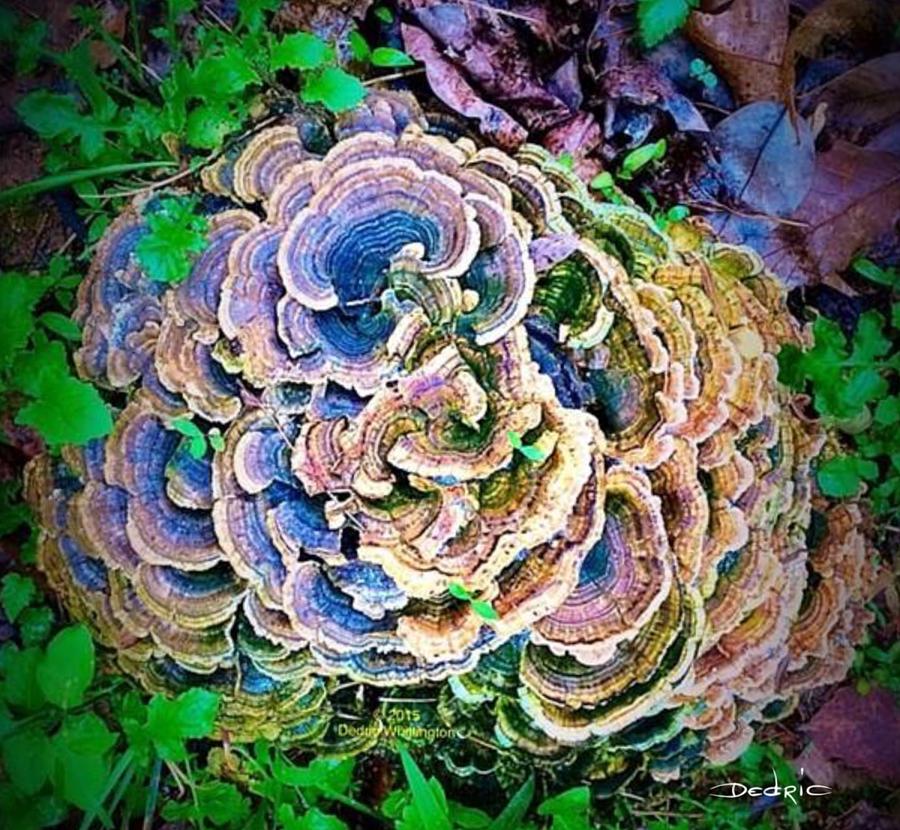 Backyard Mushroom  Photograph by Dedric Artlove W