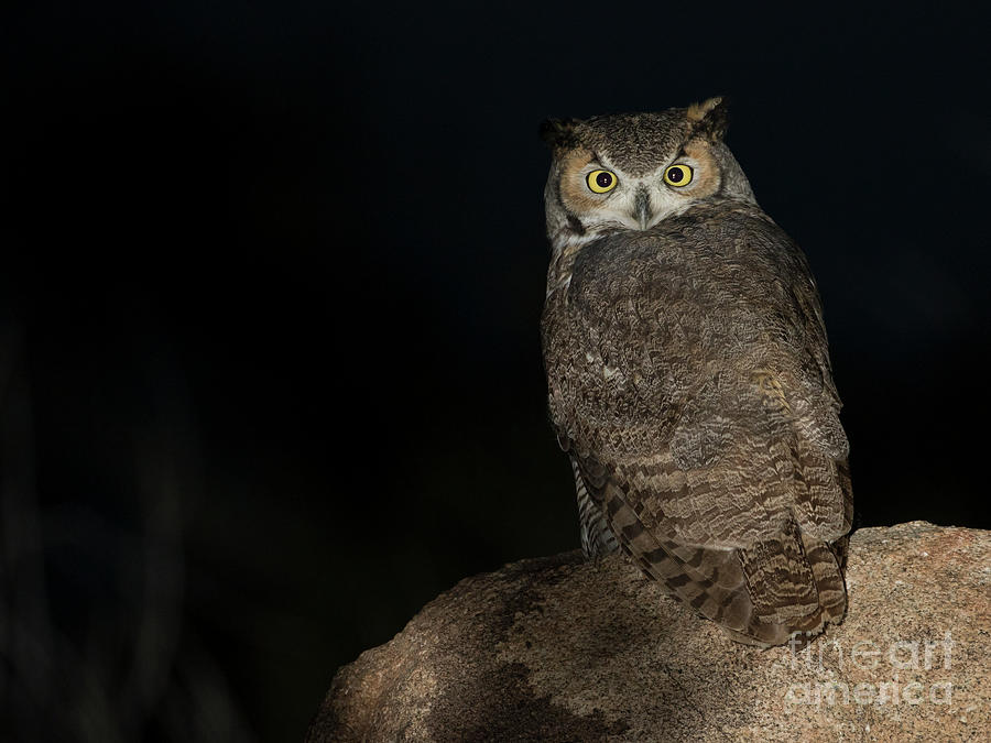 Backyard Owl Photograph by Bryan Keil