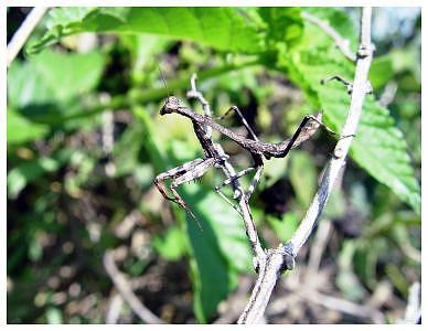 Praying Mantis Photograph - Backyard Predator by Angel Claudio Praying Mantis Photograph - Backyard Predator by Angel Claudio